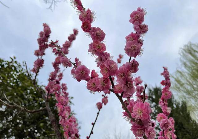 实香！西安地标换上“花衣裳”