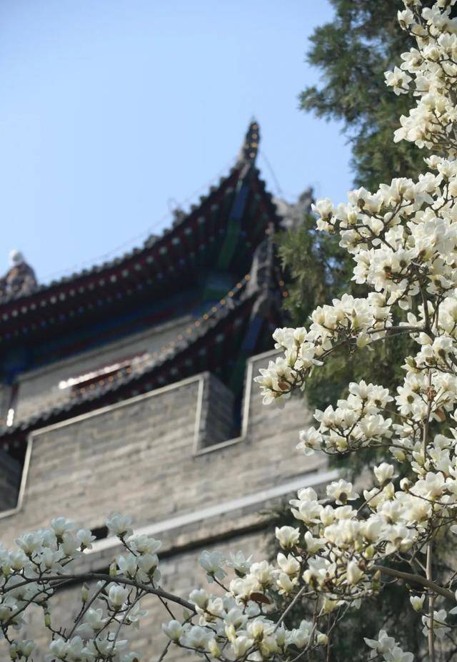 实香！西安地标换上“花衣裳”