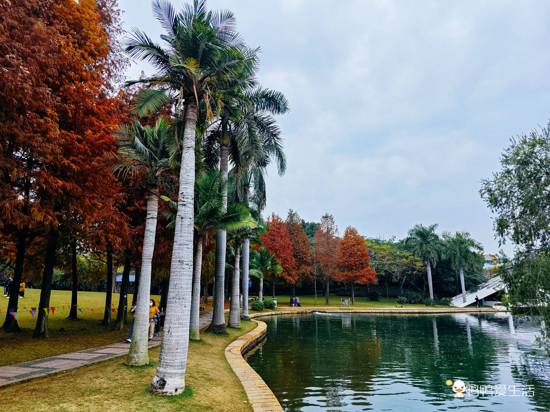 春节到，厦门市区老牌公园落羽杉正艳年味浓，吸引浩瀚旅客来打卡