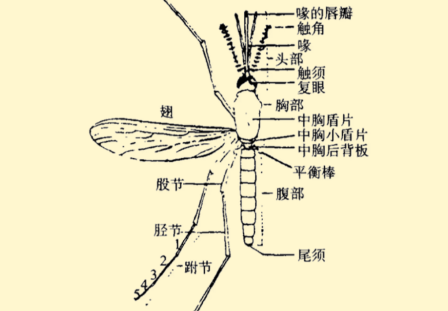 令人咬牙切齿的蚊子，若是实从地球上消逝会若何？后果很严峻