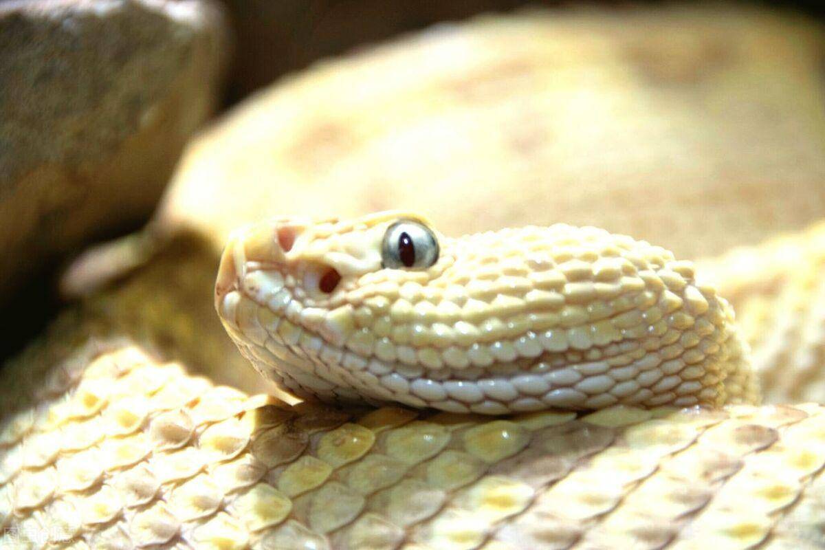 家中的不速之梦，解析梦见蛇在家的深层含义与心理启示