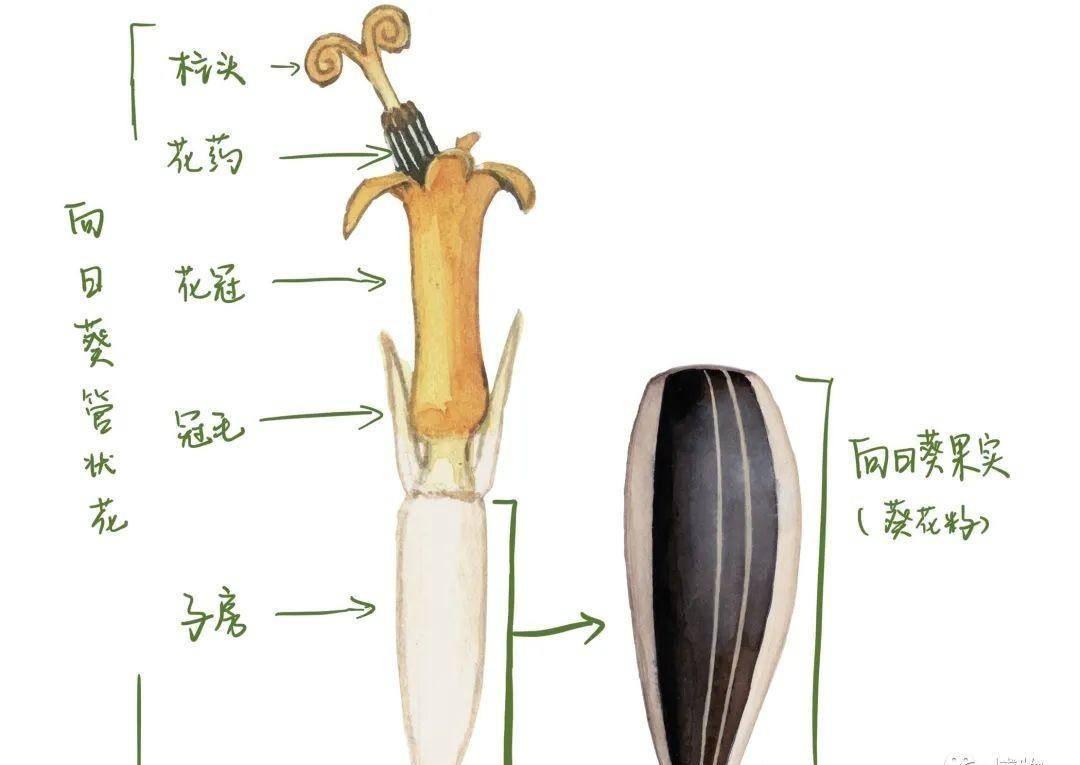 为什么没了它，中国人都没法过年？