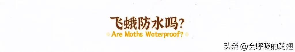 「蛾、雨、水」之：飞蛾能从水中起飞吗？