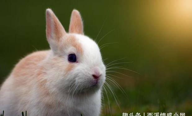 
            生肖兔：属兔人五月会有“天塌”的大事，是囍？还是悲？（属兔五月出生的人命运）