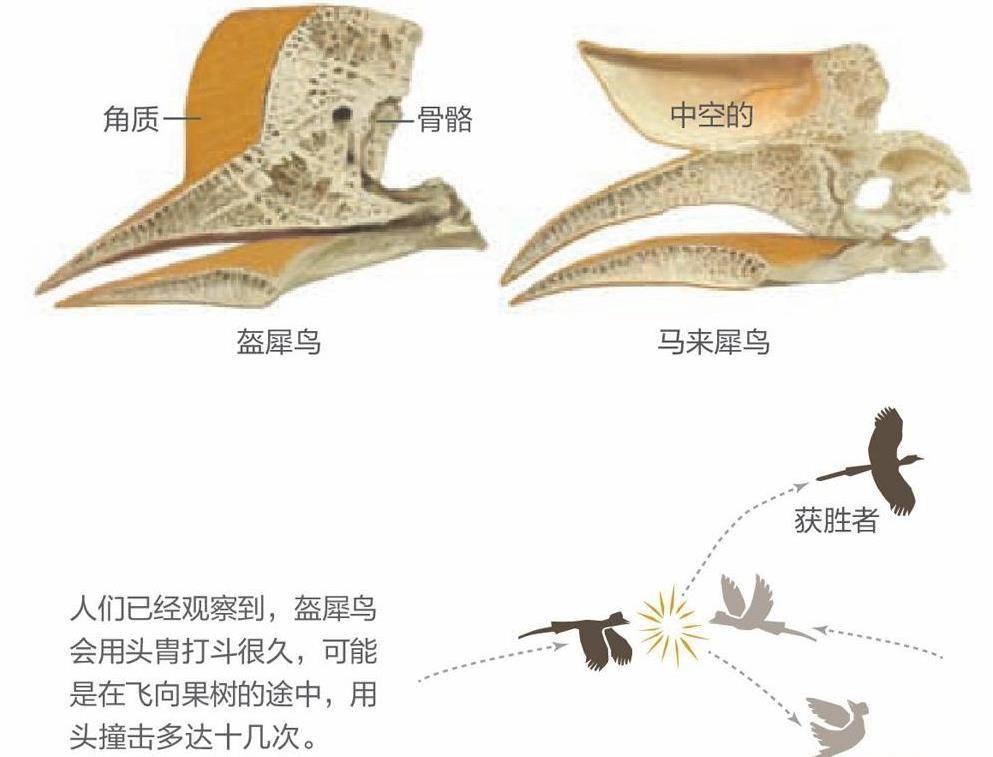 盔犀鸟：因头骨价值高贵被人类盯上，活着被取骨后只能等死