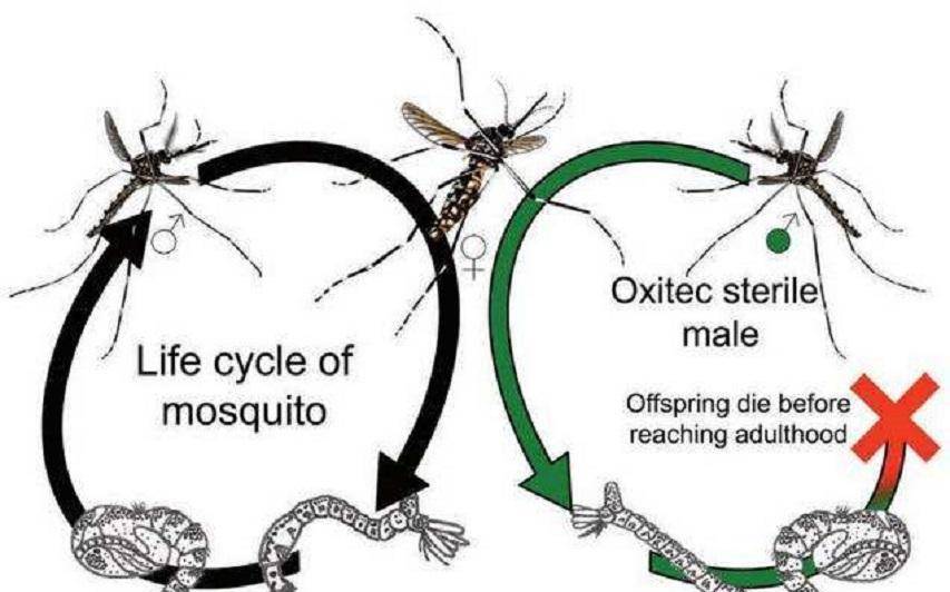 蚊子从哪里来？美国方案投放24亿只转基因蚊子，目标是什么？