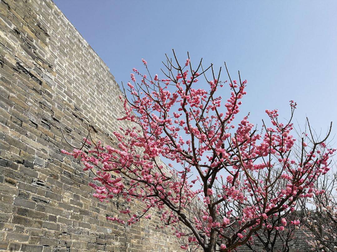 春日赏花图鉴，北京那片梅花即将盛开，就在二环里