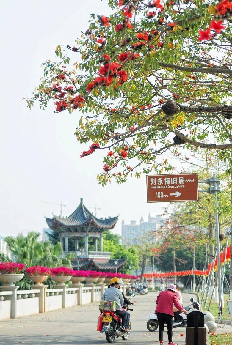 大片！钦州市区那些花海美哭了！你带着她，她带着丝巾