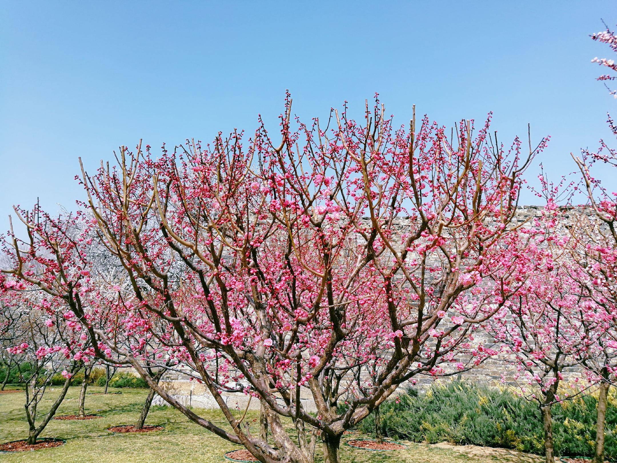 春日赏花图鉴，北京那片梅花即将盛开，就在二环里