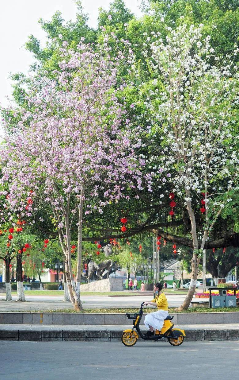 大片！钦州市区那些花海美哭了！你带着她，她带着丝巾