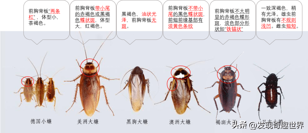 虫豸：城市中的另类居民的安闲生活