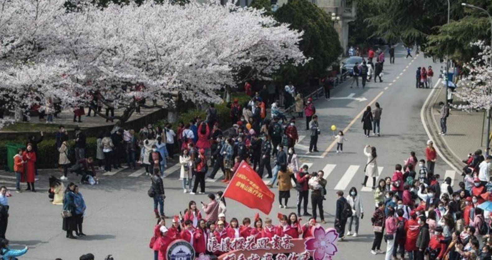 万余名医护人员共赴武汉大学“樱花之约”，共赏樱花，情意浓浓