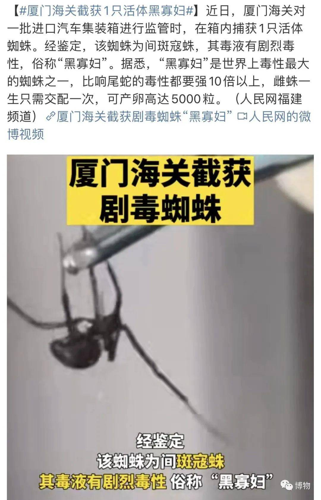 一只黑寡妇能毒死你吗？