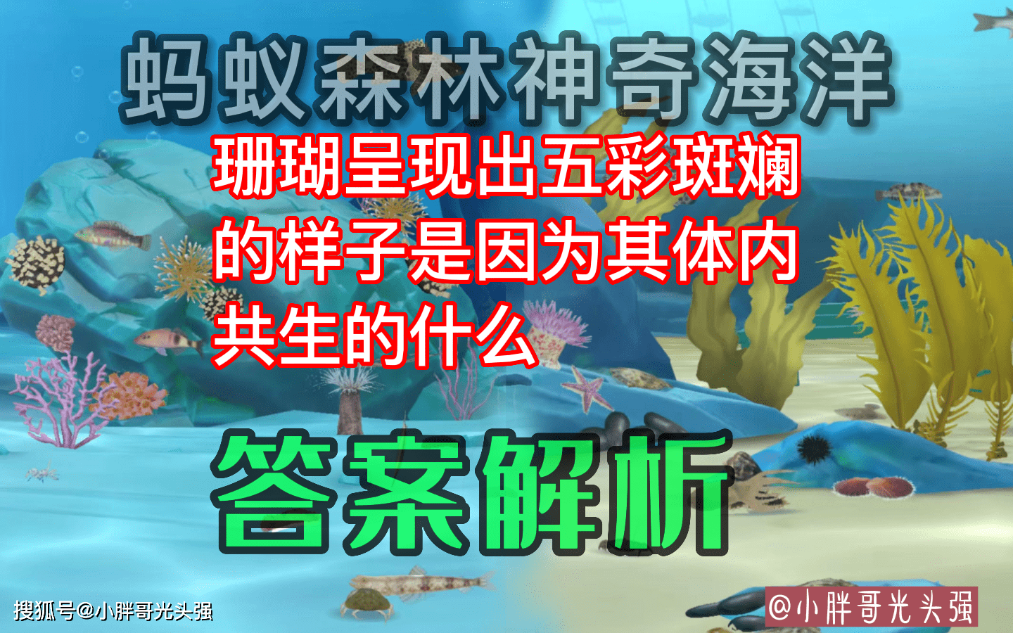 珊瑚呈现出五彩斑斓的样子是因为体内共生什么？蚂蚁丛林奇异海洋