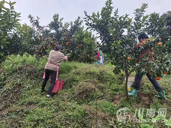 农民致富经_致富农民的心理_致富农民来谢恩