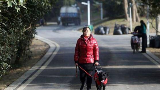 可叹！老外能在地铁摆席吃喝，中国的导盲犬连嘴都不克不及张一张