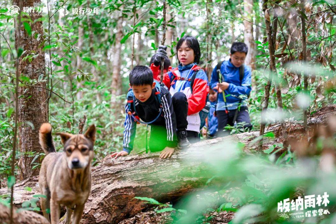 陪你去雨林 | 一群少年摸索家6天5晚西双版纳雨林之旅