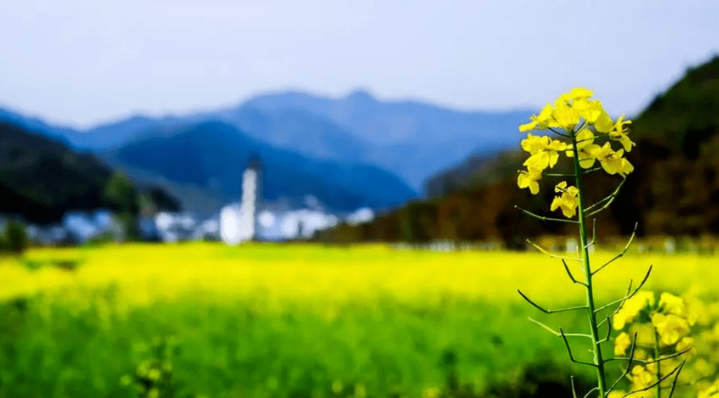 万里云 | 春梦何堪诗与画 一簑烟雨醒江南（诗韵江南春七绝十八首）