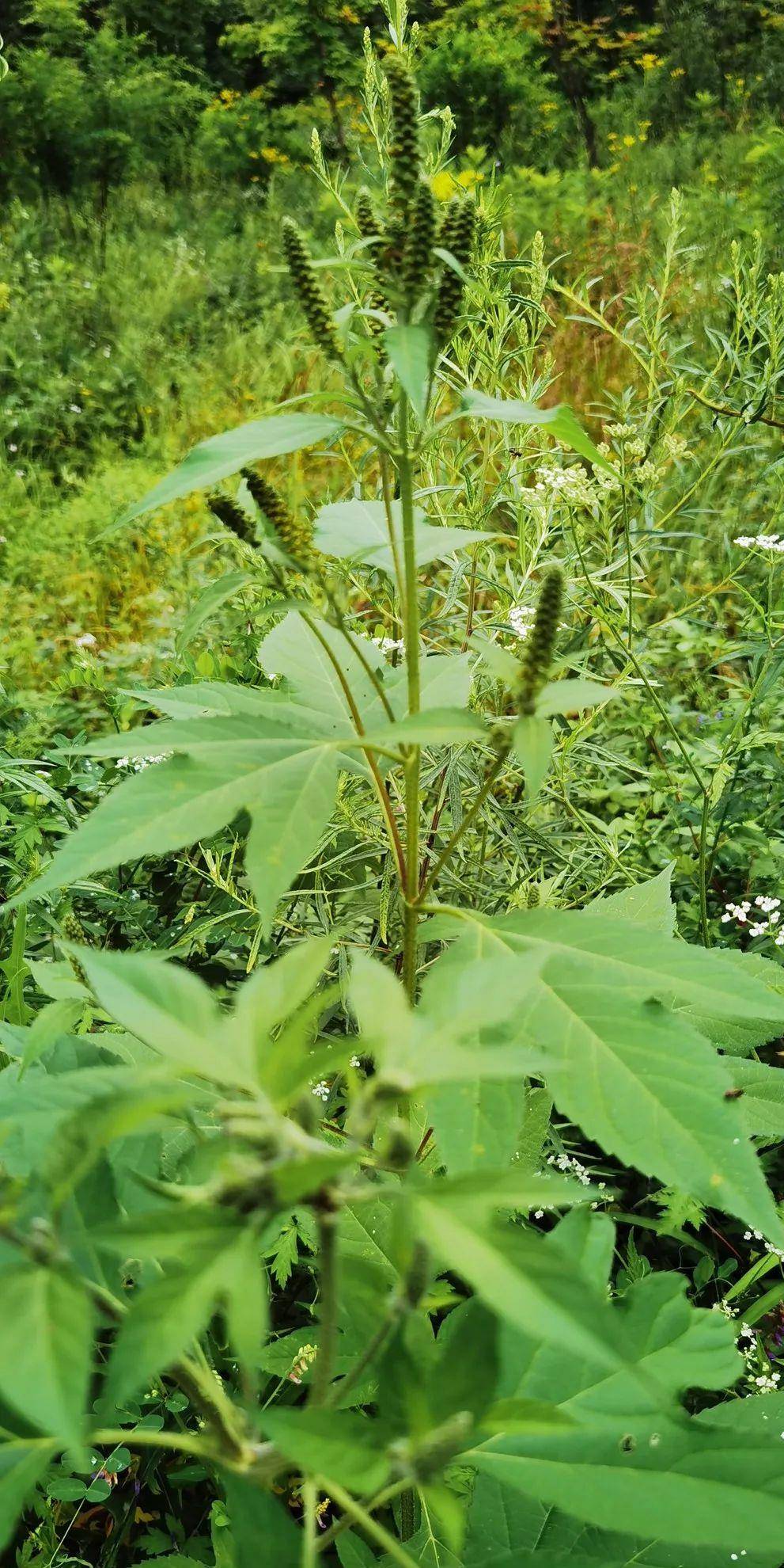 你晓得吗？辉南县龙湾景区的山野隐藏着那些有趣的数字动物