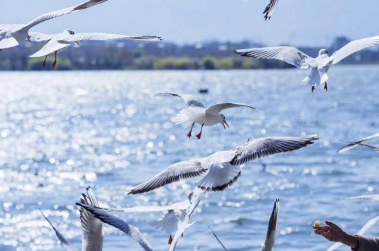 云南六天五晚旅游攻略,洱海自在行6日游线路保举,超适用游记！