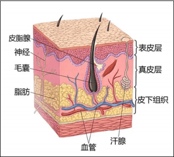 为什么选择水杨酸棉片？以及去黑头原理