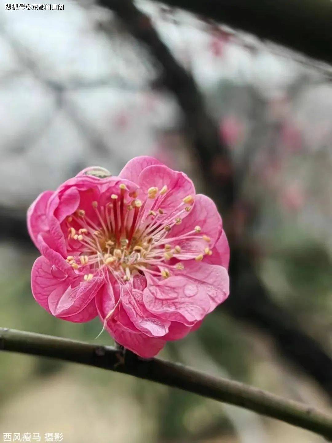 摄影配诗：茵陈（外两首）