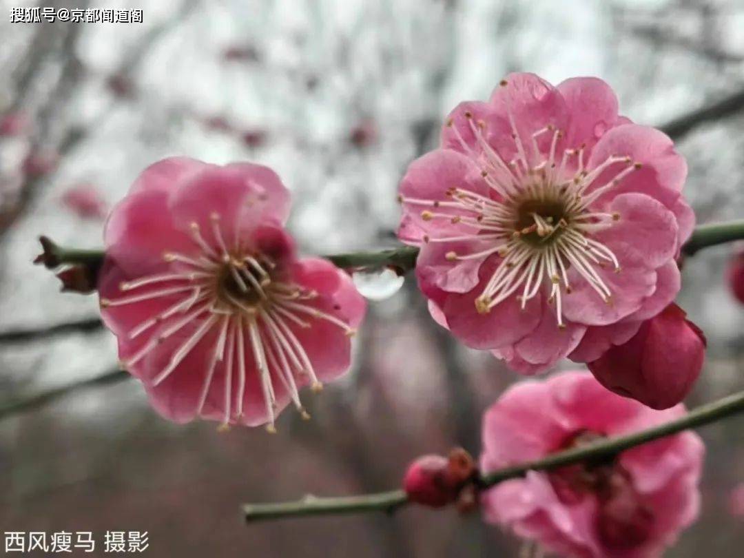 摄影配诗：茵陈（外两首）