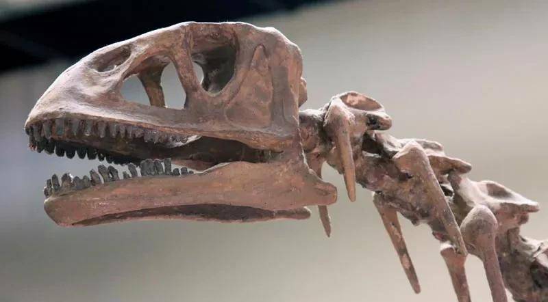 ����������ͼƬ�ͼ�飨����