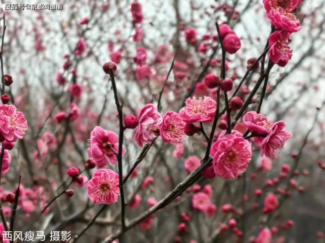 摄影配诗：茵陈（外两首）