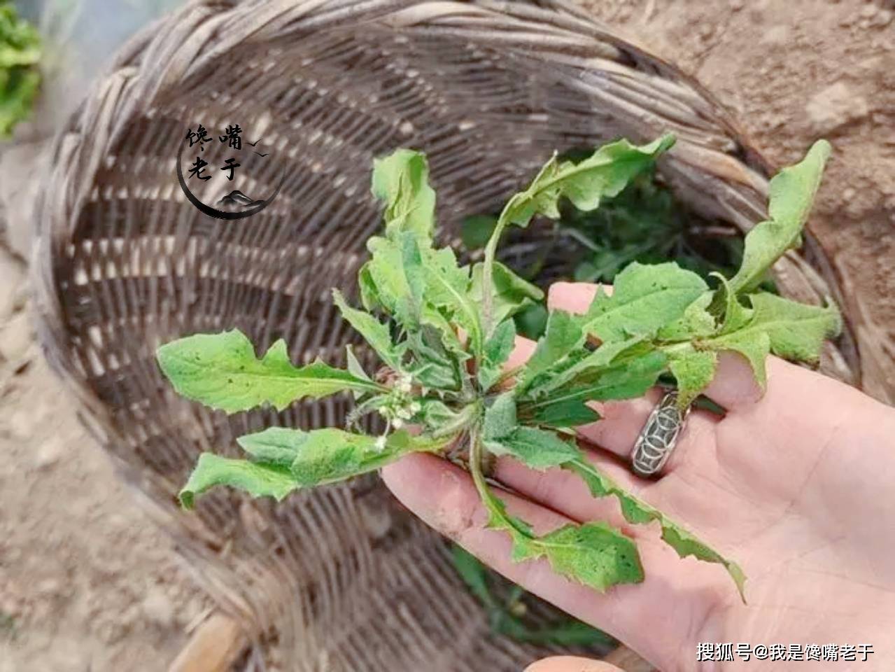 常吃野菜益处多，但那7种野菜不要吃，今天才弄大白，长常识了