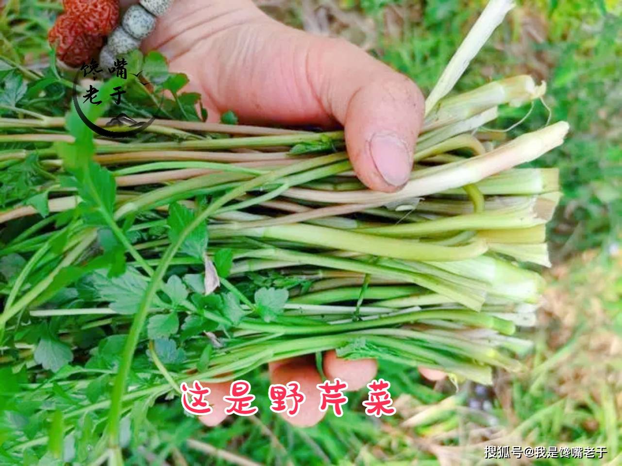 常吃野菜益处多，但那7种野菜不要吃，今天才弄大白，长常识了