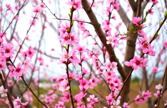 春满怀宁百花开，保藏那份春游怀宁赏花攻略，带你玩转怀宁的春天！