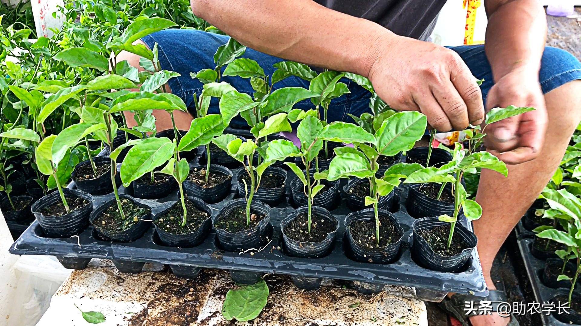 那个季节合适扦插哪一些果树？告诉你有那3种，学会了必然要尝尝