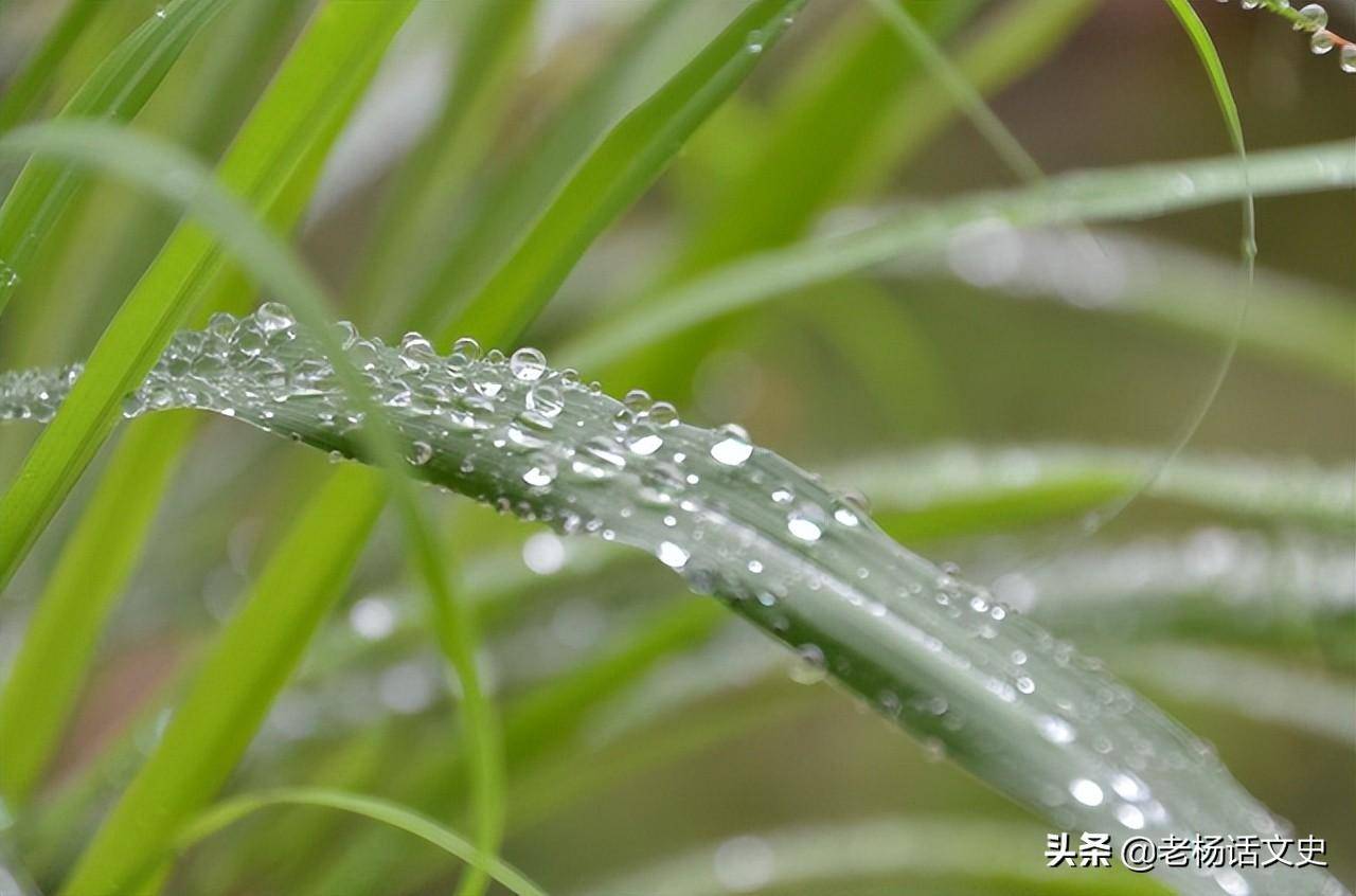 蚊子更大的天敌，竟然不是蚊香？别不信，只需5分钟蚊子不见了