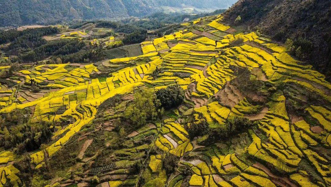 春入巴山丨那条绝美景不雅大道带你畅游金色油菜花海……