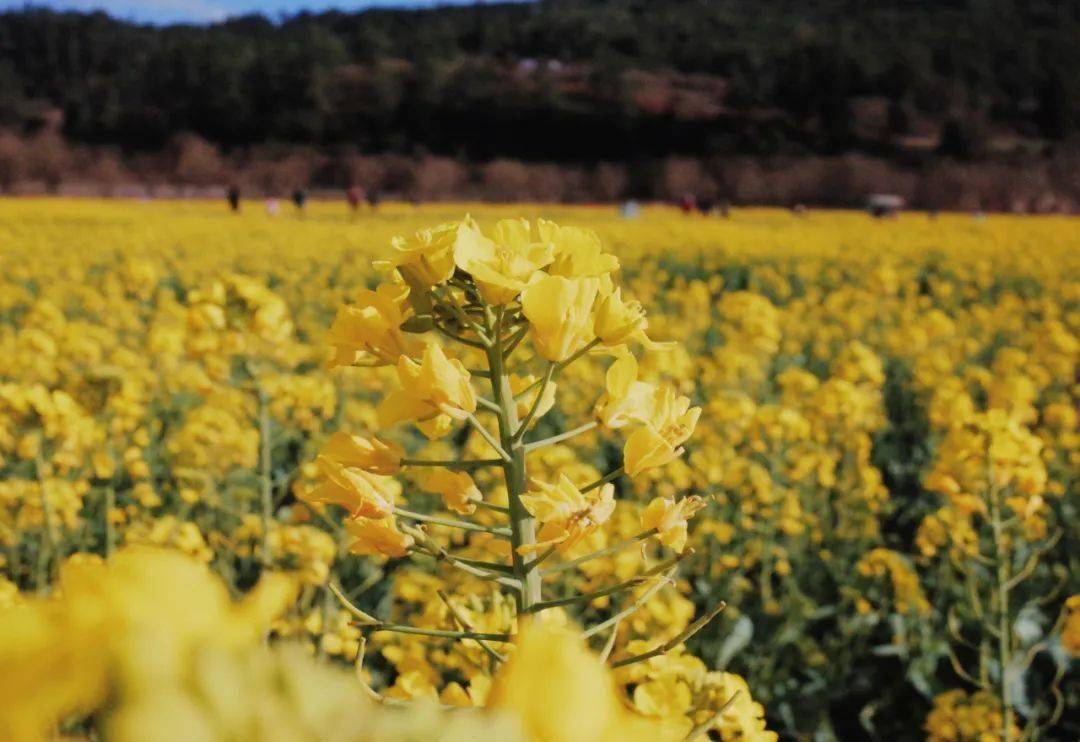 2023年昆明3月春城踏春赏花十大地点保举