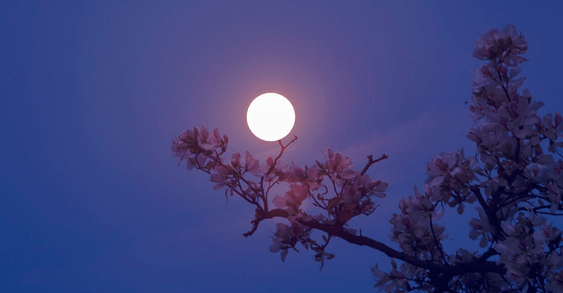 【原创诗词】周嗣远 | 酒至三巡人未醒，梅香桃艳李花馨（诗词十四首）