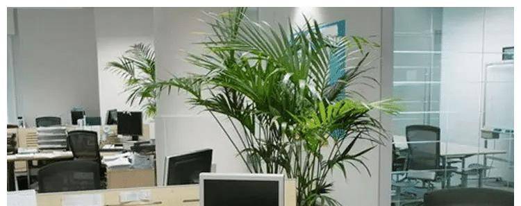 原创
            风水学-办公室摆花的最佳选择（办公室摆什么花好看）办公桌摆放植物风水正确图，