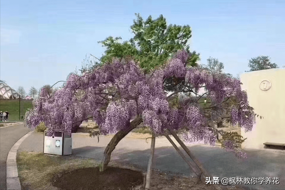 保举7种！开花类景不雅树，给小院种上，年年花开满园