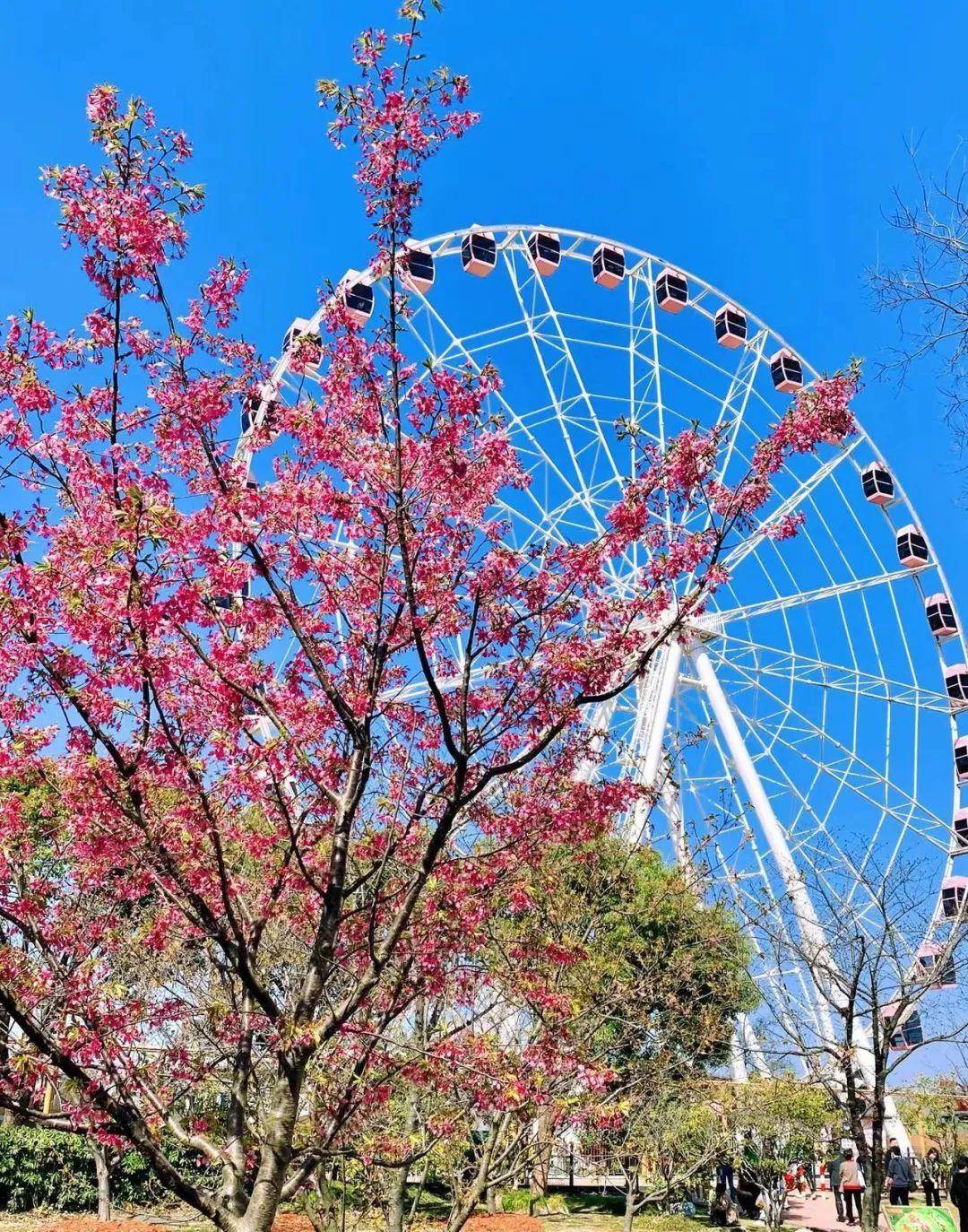 顾村花见（上海顾村公园）