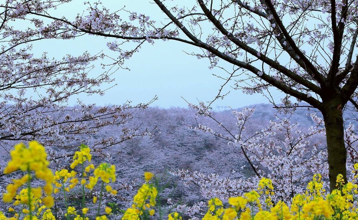 广州动身-贵州4天游，打卡平坝万亩樱花+金海雪山+黄果树瀑布