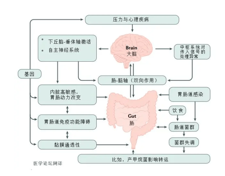 肠道菌群与活性氢水之间奥秘关系，你必然要晓得哦~