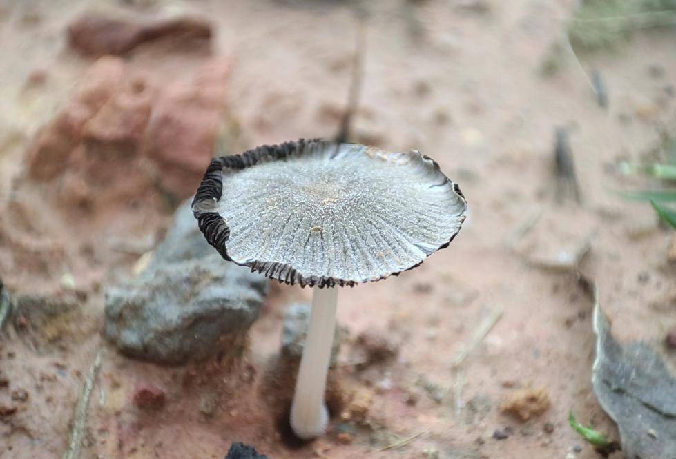 留意！那种“鬼伞”蘑菇万万别采！深圳一地已发现