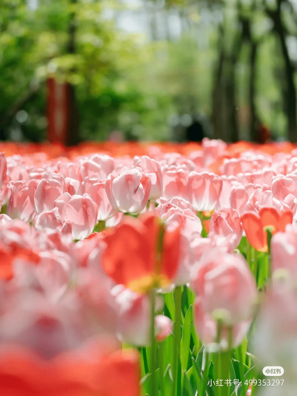 花韵缀城 || 我认可，我确实是个“花痴”！