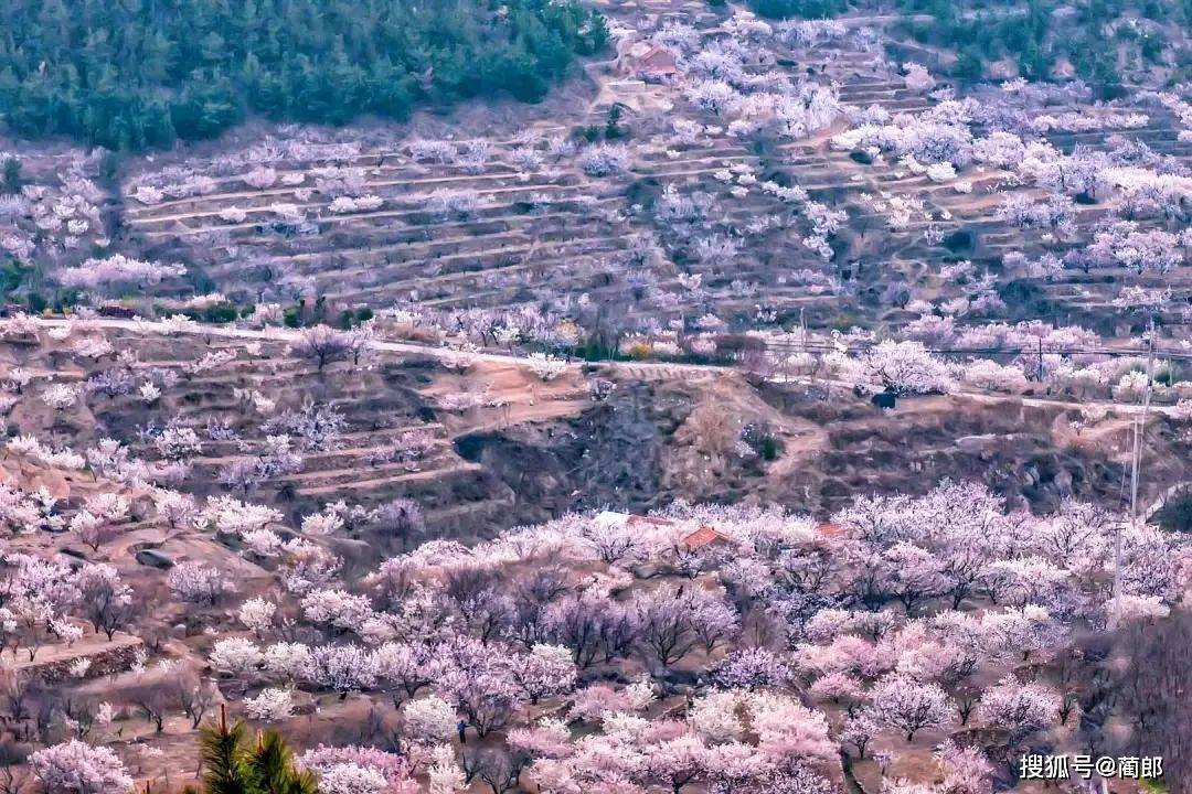 北方樱花之城：4月不来那座樱花开满的城市看看，会遗憾整个春天