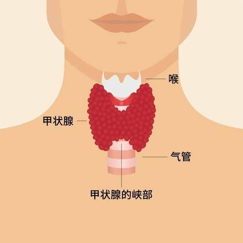 科普：甲状腺疾病的分类、症状及治疗