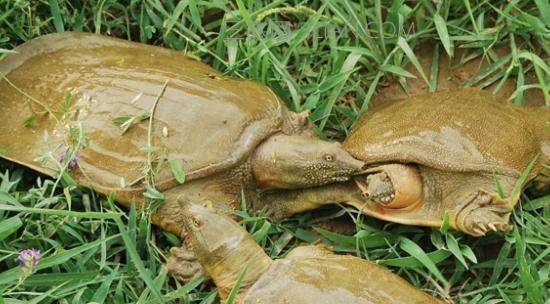 梦境奇缘，解读做梦梦到捡到一只甲鱼的深层含义