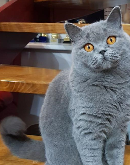 猫咪什么食物不能吃，英短猫舍哪家好，哪里买好，宠物小知识分享-第2张图片-冲锋网