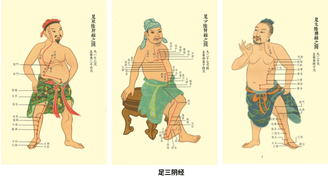 十二正经包括：手三阴经、手三阳经、足三阴经、足三阳经，共计十二经之数。1.脾经的循行路线和时间 脾经
