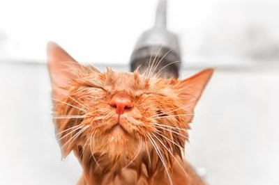 宠物知识：猫的毛突然大片打结，猫毛打结成块怎么弄开-第3张图片-冲锋网